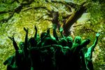 Eine Gruppe von Menschen steht zusammengedrängt mit nach oben gestreckten Armen in einem grünen Licht. Im Hintergrund sieht man eine Baumprojektion.